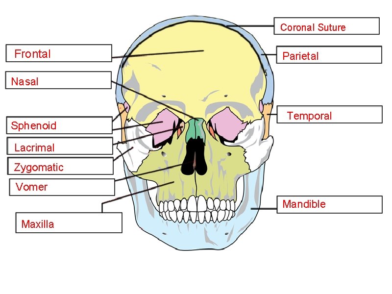 Coronal Suture Frontal Parietal Nasal Sphenoid Temporal Lacrimal Zygomatic Vomer Mandible Maxilla 