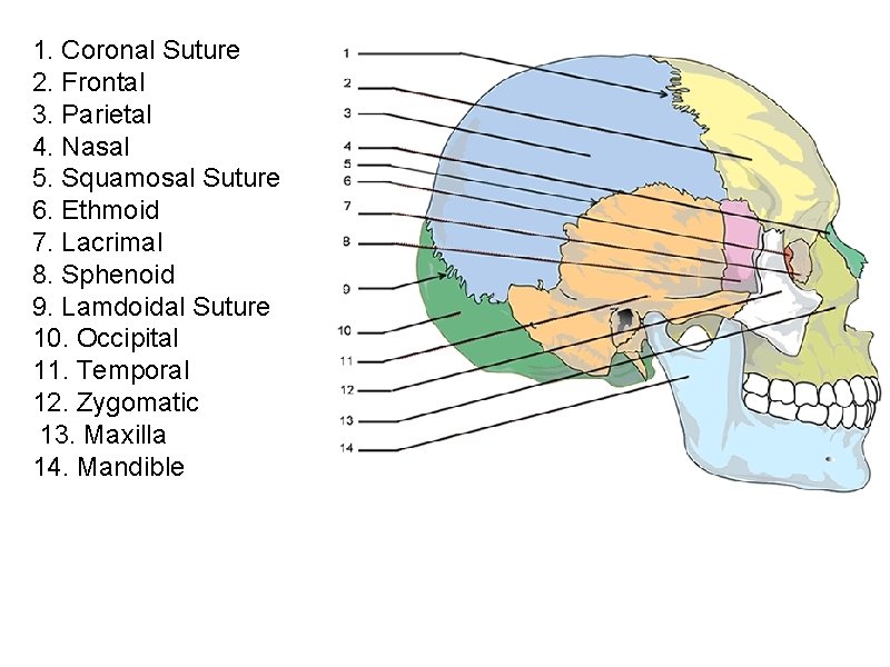 1. Coronal Suture 2. Frontal 3. Parietal 4. Nasal 5. Squamosal Suture 6. Ethmoid