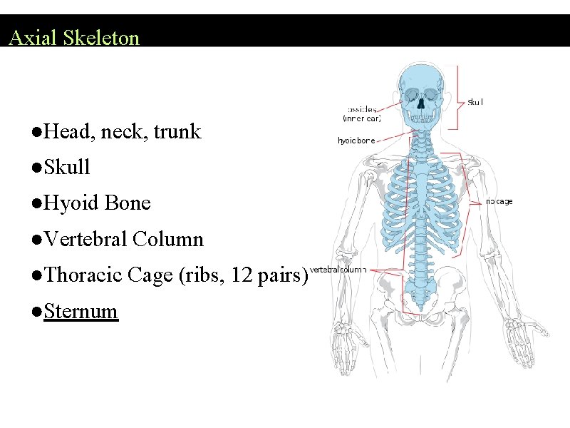Axial Skeleton ●Head, neck, trunk ●Skull ●Hyoid Bone ●Vertebral Column ●Thoracic Cage (ribs, 12