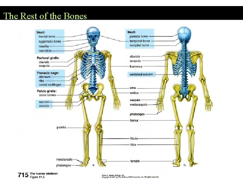 The Rest of the Bones 