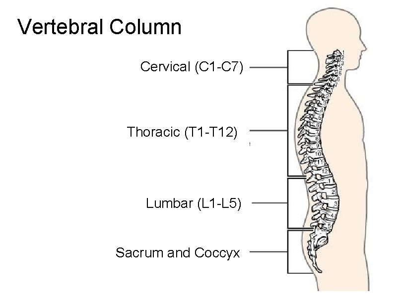 Vertebral Column Cervical (C 1 -C 7) Thoracic (T 1 -T 12) Lumbar (L