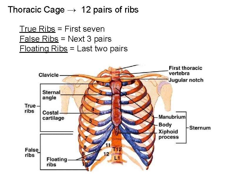 Thoracic Cage → 12 pairs of ribs True Ribs = First seven False Ribs