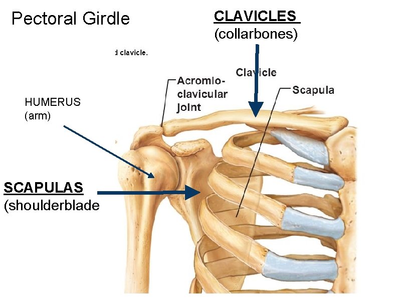 Pectoral Girdle HUMERUS (arm) SCAPULAS (shoulderblade CLAVICLES (collarbones) 