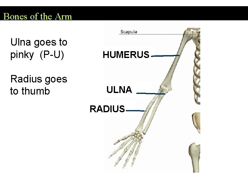 Bones of the Arm Ulna goes to pinky (P-U) Radius goes to thumb HUMERUS