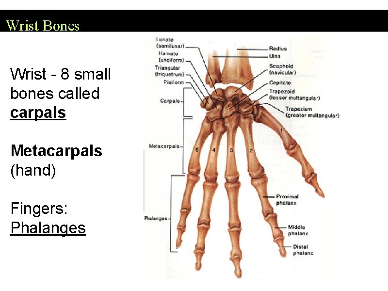 Wrist Bones Wrist - 8 small bones called carpals Metacarpals (hand) Fingers: Phalanges 