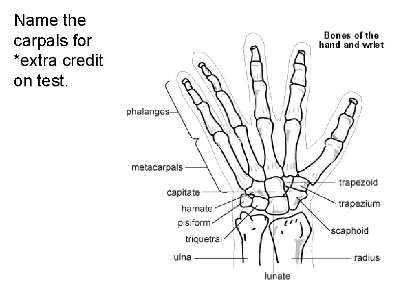 Name the carpals for *extra credit on test. 