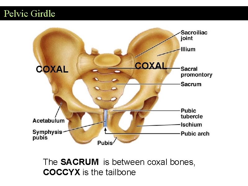 Pelvic Girdle COXAL The SACRUM is between coxal bones, COCCYX is the tailbone 