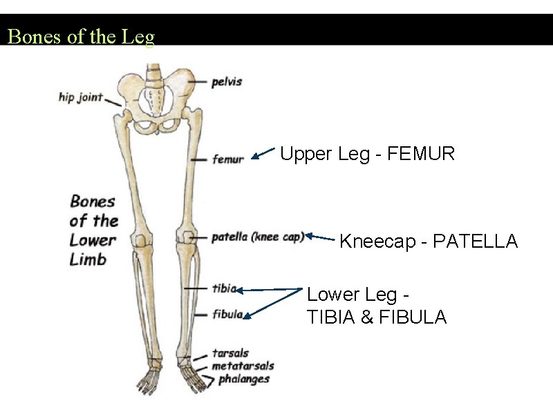 Bones of the Leg Upper Leg - FEMUR Kneecap - PATELLA Lower Leg -