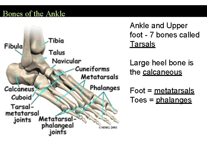 Bones of the Ankle and Upper foot - 7 bones called Tarsals Large heel