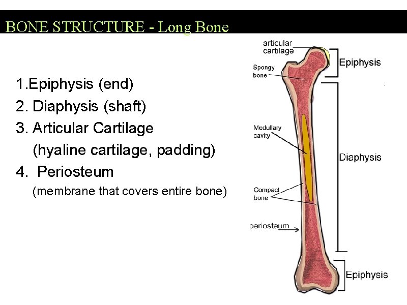BONE STRUCTURE - Long Bone 1. Epiphysis (end) 2. Diaphysis (shaft) 3. Articular Cartilage