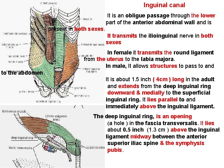 Inguinal canal It is an obligue passage through the lower part of the anterior