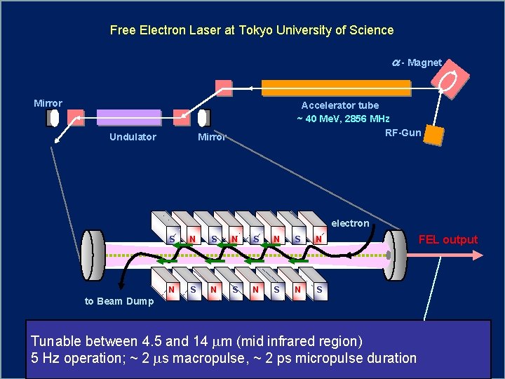 Free Electron Laser at Tokyo University of Science a - Magnet Mirror Undulator Accelerator