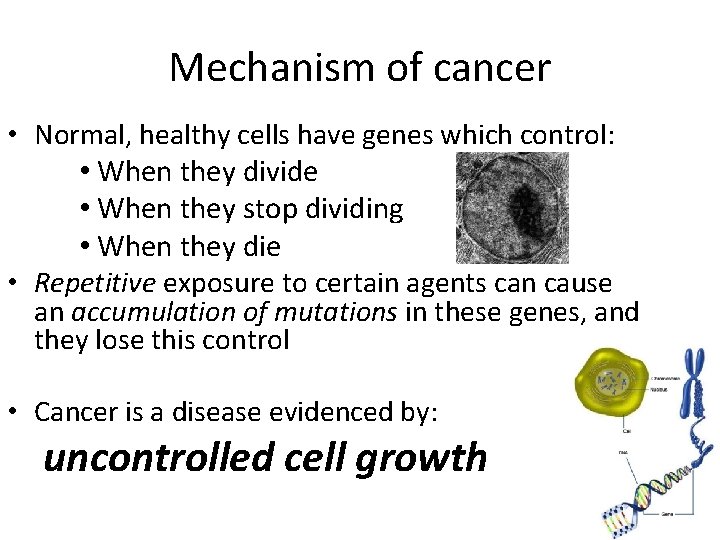 Mechanism of cancer • Normal, healthy cells have genes which control: • When they