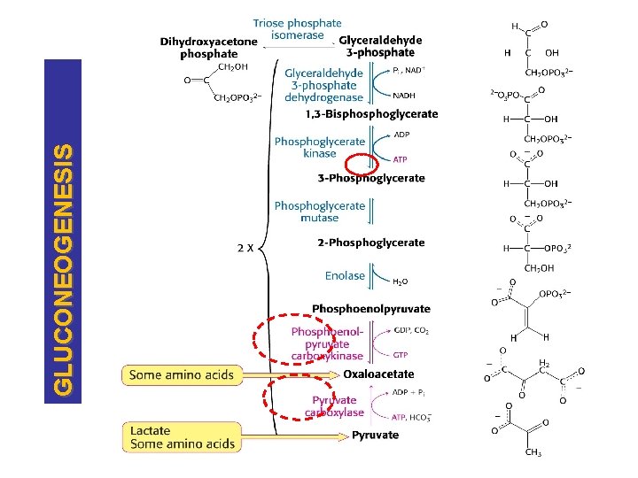 GLUCONEOGENESIS 