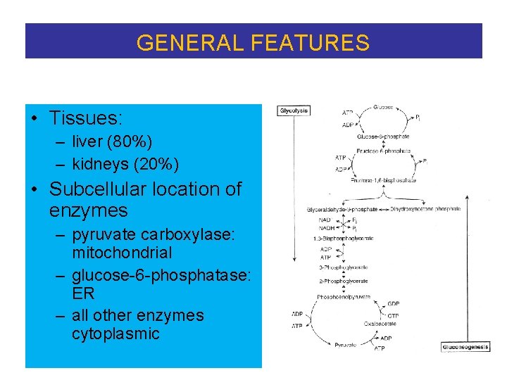 GENERAL FEATURES • Tissues: – liver (80%) – kidneys (20%) • Subcellular location of