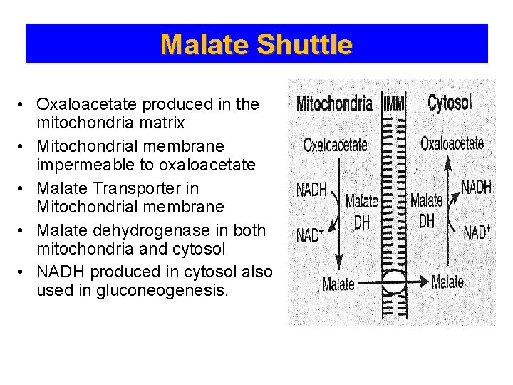 Malate Shuttle • Oxaloacetate produced in the mitochondria matrix • Mitochondrial membrane impermeable to