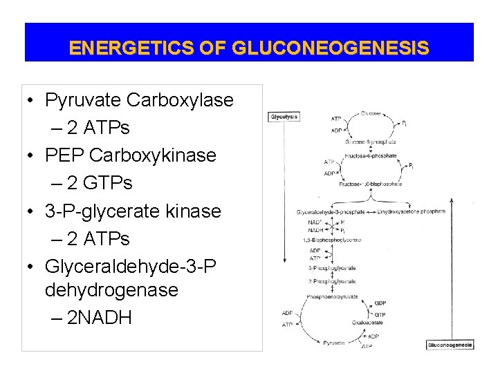 ENERGETICS OF GLUCONEOGENESIS • Pyruvate Carboxylase – 2 ATPs • PEP Carboxykinase – 2