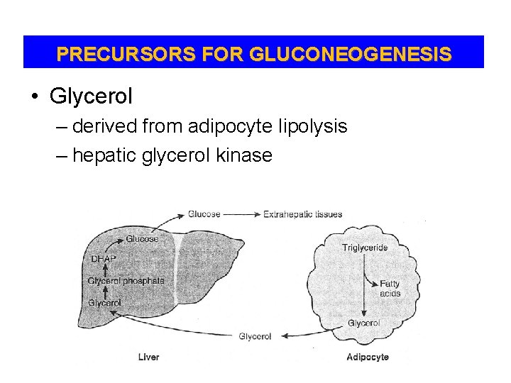 PRECURSORS FOR GLUCONEOGENESIS • Glycerol – derived from adipocyte lipolysis – hepatic glycerol kinase