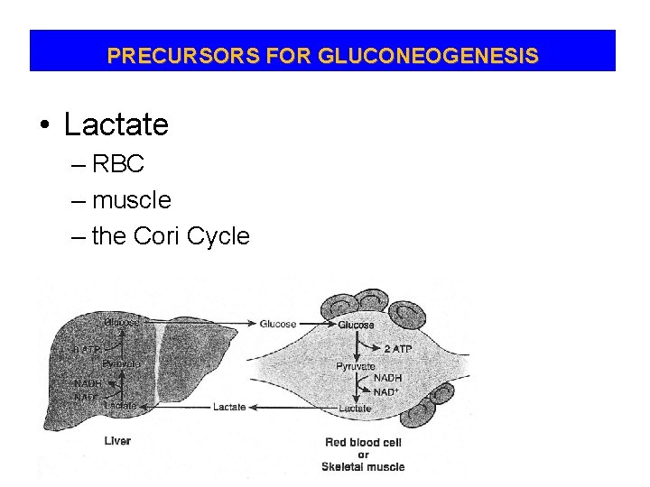PRECURSORS FOR GLUCONEOGENESIS • Lactate – RBC – muscle – the Cori Cycle 
