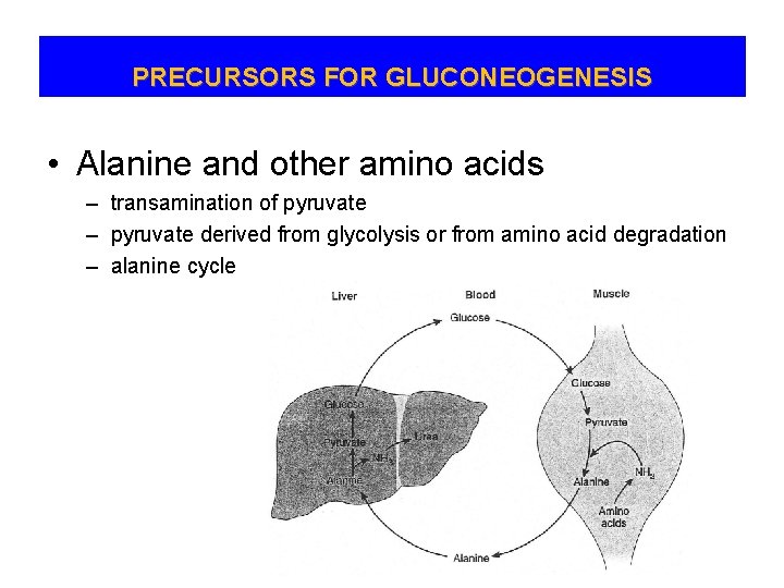 PRECURSORS FOR GLUCONEOGENESIS • Alanine and other amino acids – transamination of pyruvate –