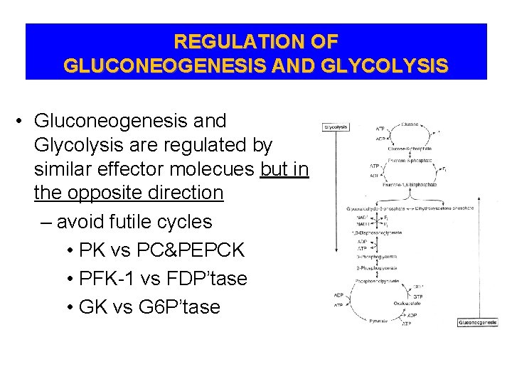 REGULATION OF GLUCONEOGENESIS AND GLYCOLYSIS • Gluconeogenesis and Glycolysis are regulated by similar effector