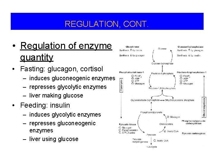 REGULATION, CONT. • Regulation of enzyme quantity • Fasting: glucagon, cortisol – induces gluconeogenic