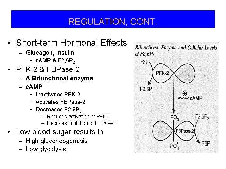 REGULATION, CONT. • Short-term Hormonal Effects – Glucagon, Insulin • c. AMP & F