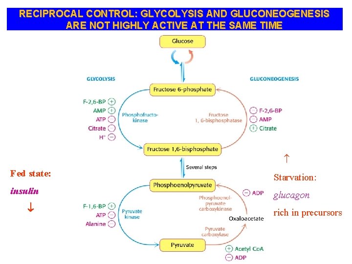 RECIPROCAL CONTROL: GLYCOLYSIS AND GLUCONEOGENESIS ARE NOT HIGHLY ACTIVE AT THE SAME TIME Fed