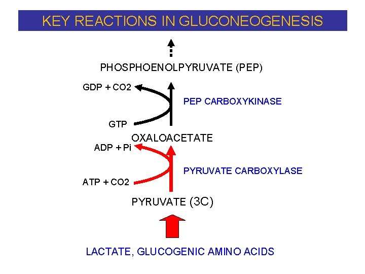 KEY REACTIONS IN GLUCONEOGENESIS PHOSPHOENOLPYRUVATE (PEP) GDP + CO 2 PEP CARBOXYKINASE GTP ADP