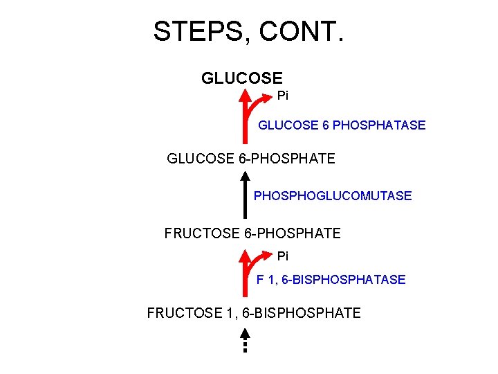 STEPS, CONT. GLUCOSE Pi GLUCOSE 6 PHOSPHATASE GLUCOSE 6 -PHOSPHATE PHOSPHOGLUCOMUTASE FRUCTOSE 6 -PHOSPHATE