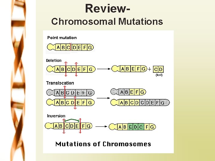 Review. Chromosomal Mutations 