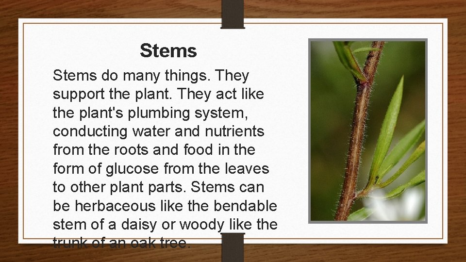 Stems do many things. They support the plant. They act like the plant's plumbing
