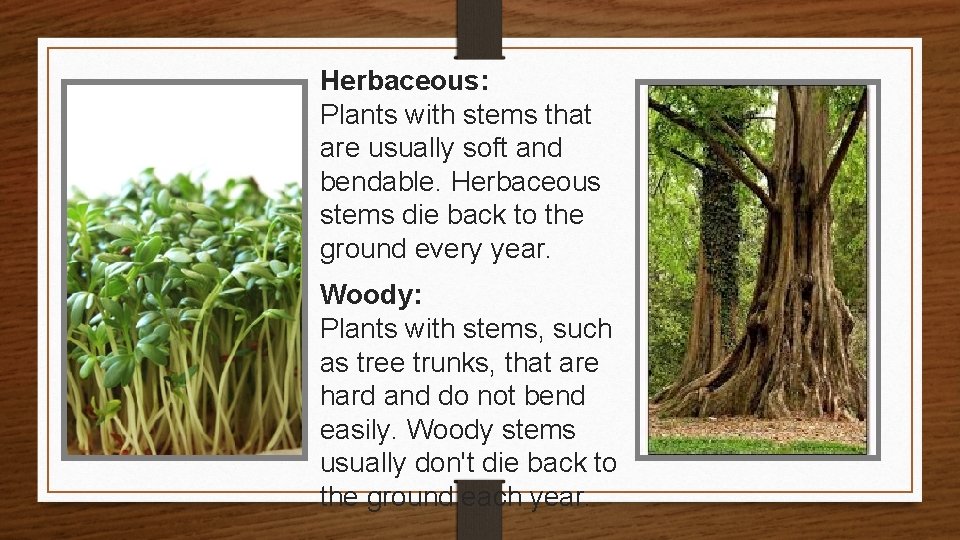 Herbaceous: Plants with stems that are usually soft and bendable. Herbaceous stems die back