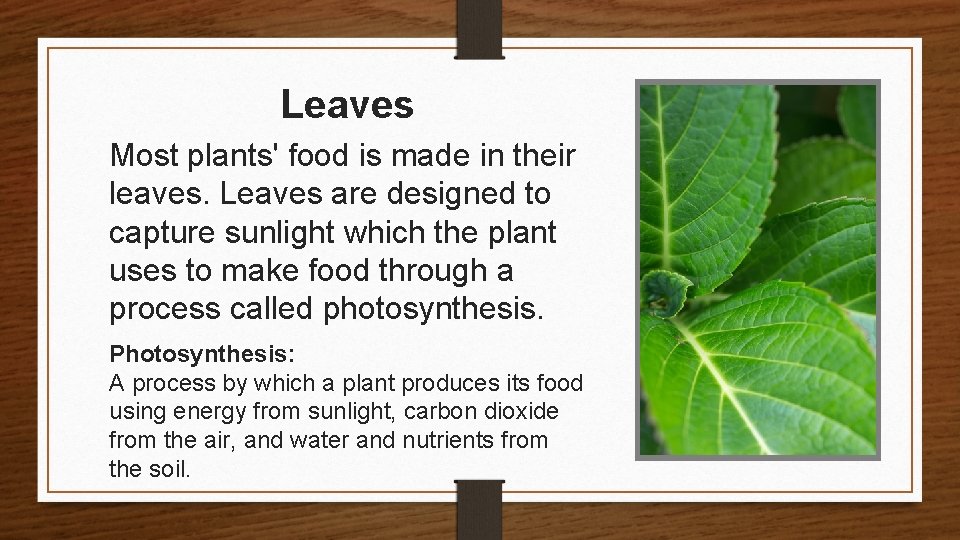 Leaves Most plants' food is made in their leaves. Leaves are designed to capture