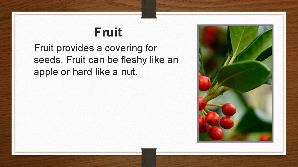 Fruit provides a covering for seeds. Fruit can be fleshy like an apple or
