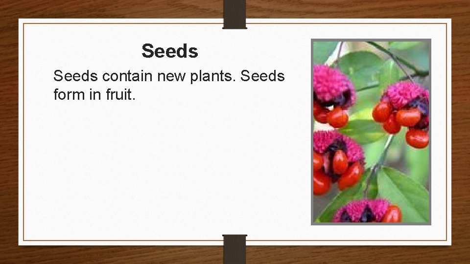 Seeds contain new plants. Seeds form in fruit. 