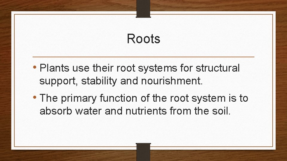 Roots • Plants use their root systems for structural support, stability and nourishment. •