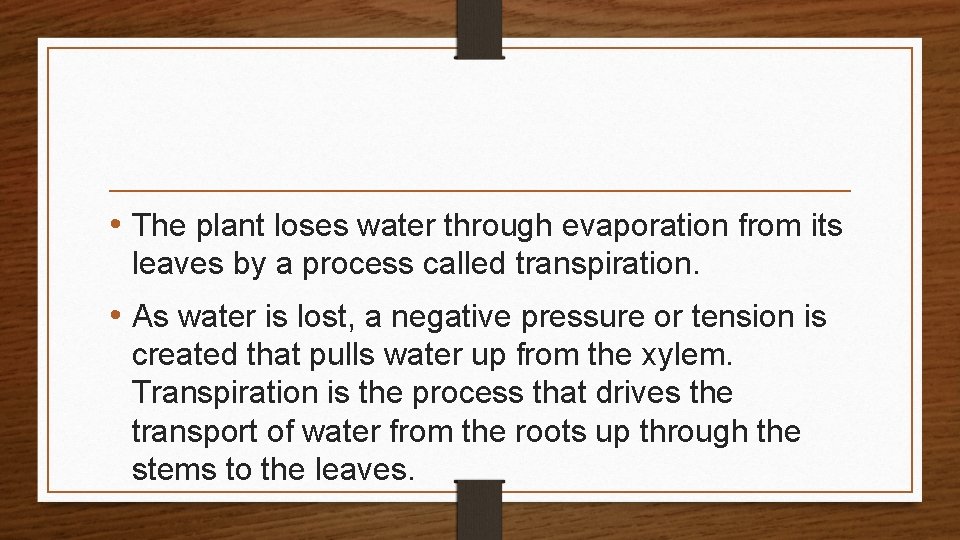  • The plant loses water through evaporation from its leaves by a process