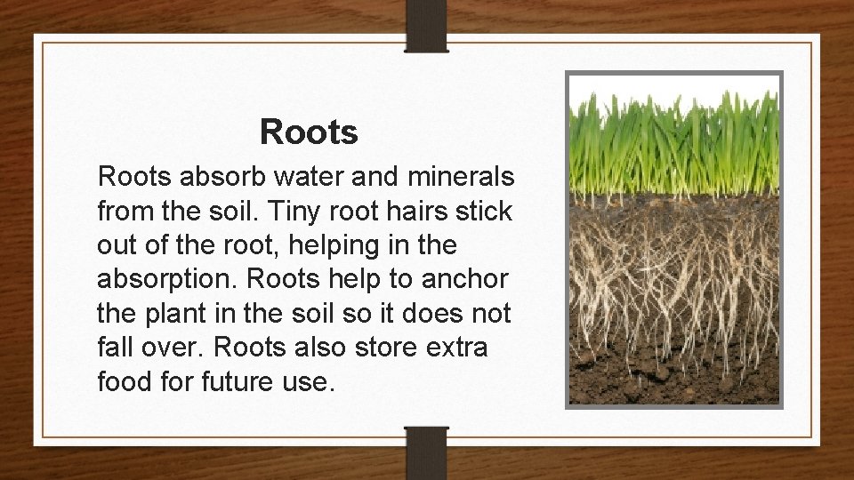 Roots absorb water and minerals from the soil. Tiny root hairs stick out of