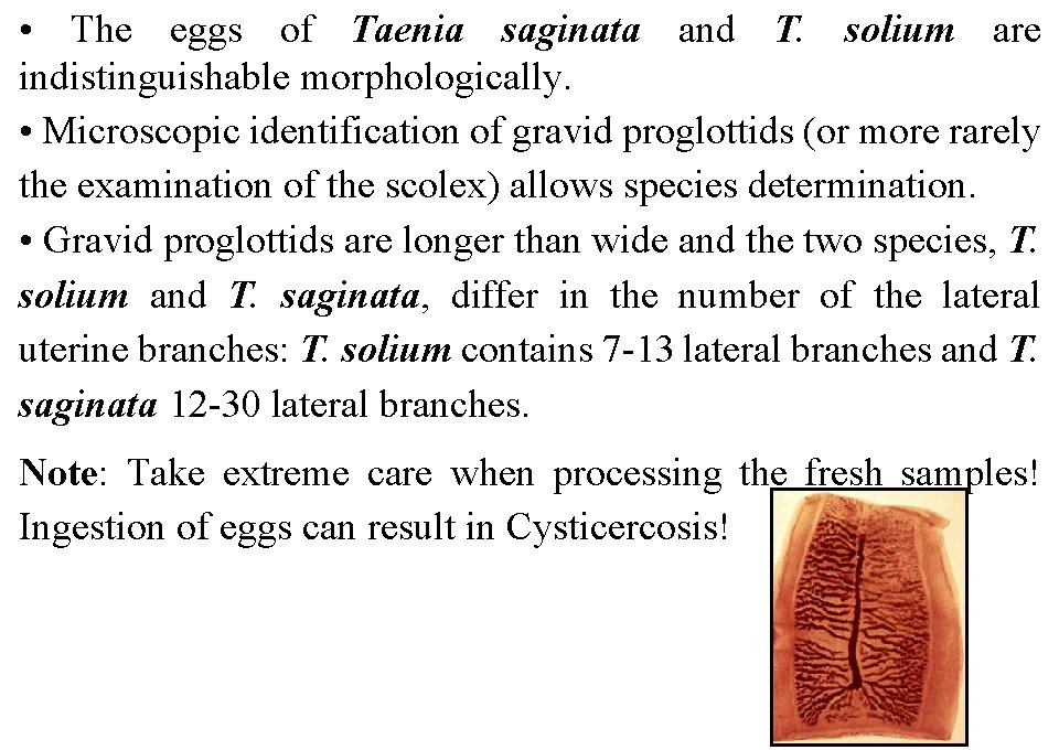  • The eggs of Taenia saginata and T. solium are indistinguishable morphologically. •