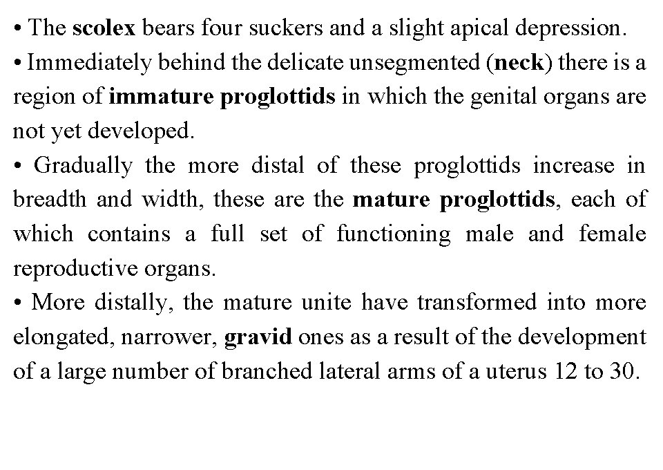  • The scolex bears four suckers and a slight apical depression. • Immediately