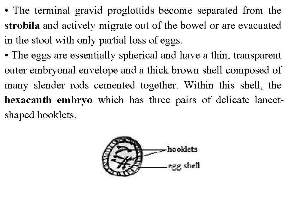  • The terminal gravid proglottids become separated from the strobila and actively migrate