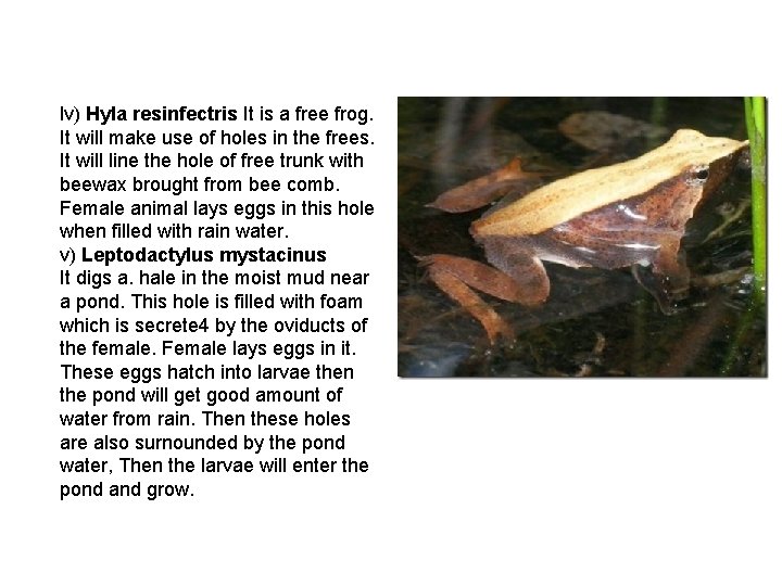 lv) Hyla resinfectris It is a free frog. It will make use of holes