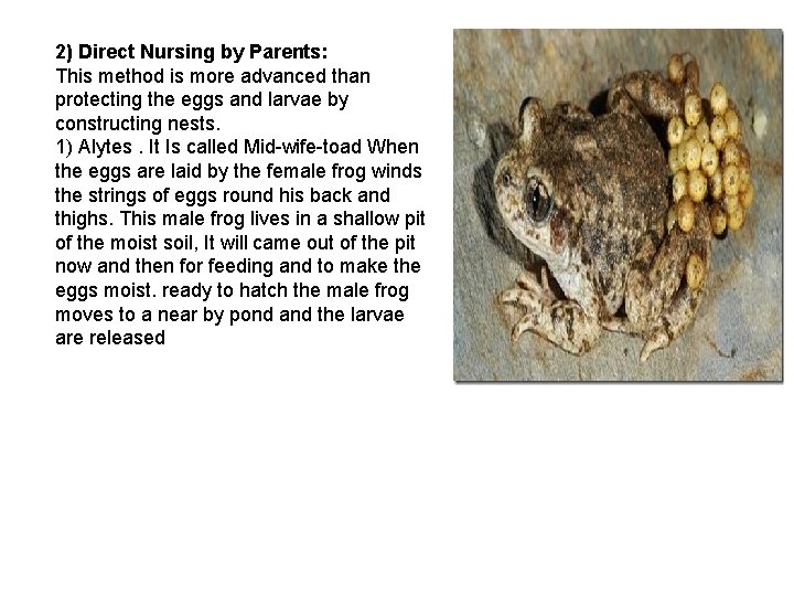 2) Direct Nursing by Parents: This method is more advanced than protecting the eggs