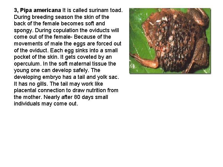  3, Pipa americana It is called surinam toad. During breeding season the skin