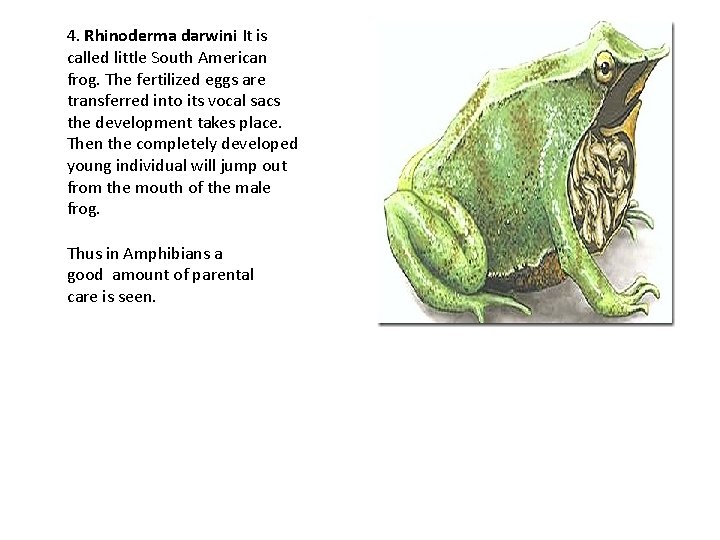 4. Rhinoderma darwini It is called little South American frog. The fertilized eggs are