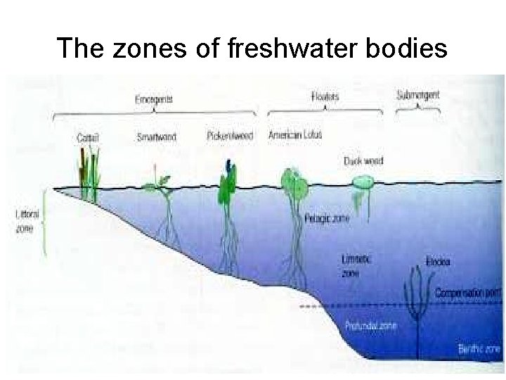 The zones of freshwater bodies 