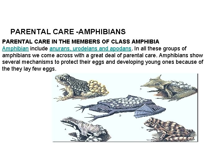 PARENTAL CARE -AMPHIBIANS PARENTAL CARE IN THE MEMBERS OF CLASS AMPHIBIA Amphibian include anurans,