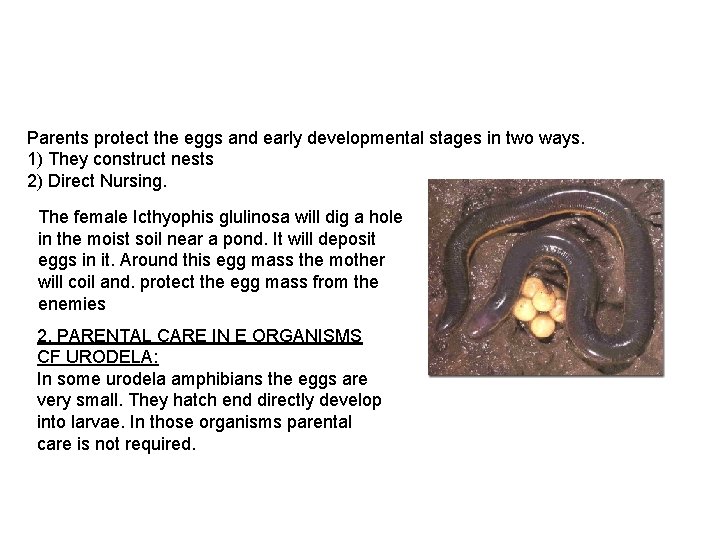 Parents protect the eggs and early developmental stages in two ways. 1) They construct