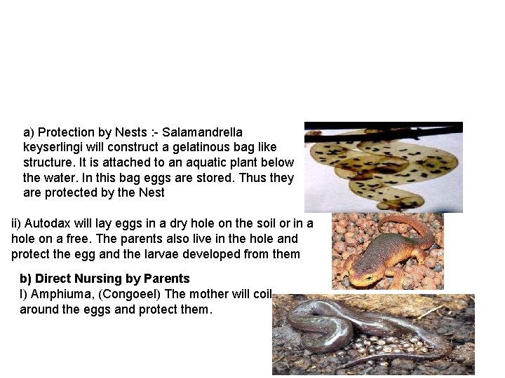 a) Protection by Nests : - Salamandrella keyserlingi will construct a gelatinous bag like